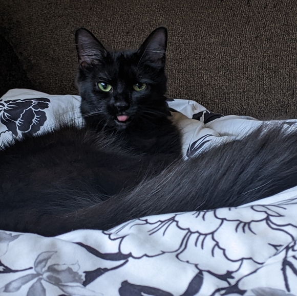 Meet your Posher, Debbee - Picture 8 of 13